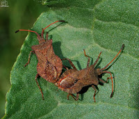 Chinche de las calabazas (Coreus marginatus)