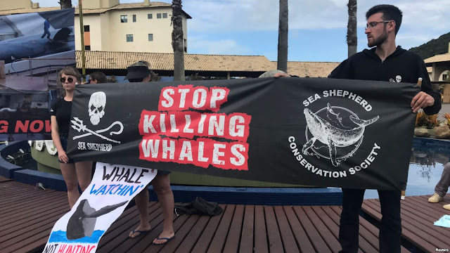 Японія відновить комерційний китобійний промисел, ігноруючи міжнародну заборону