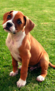 Boxer dogs