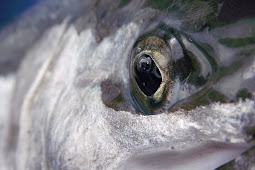 Steelhead Eye