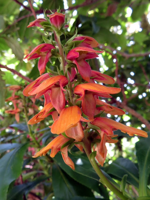 Digitalis canariensis