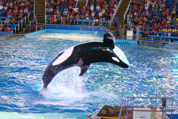 Sea World 035