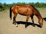 A healthy diet is very important to keeping your horse shiny and looking .