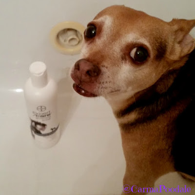 Scooby Doo in the tub with Bayer ExpertCare shampoo