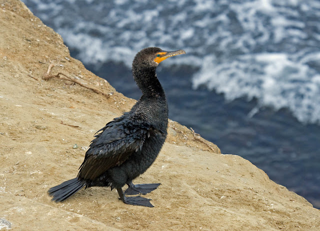 Double-crested Cormorant