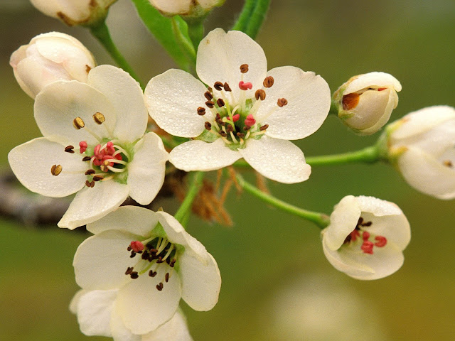 20 Flowers Wallpapers 1600 X 1200 20 Flowers Wallpapers 1600 X 1200