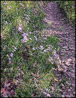 Nice patch of pink Phlox Flowers along the trail.