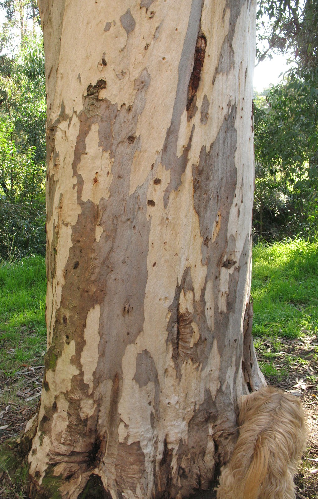 marymac Tree trunk  directionality