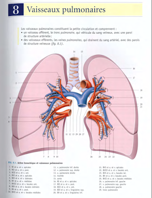 Télécharger Livre Gratuit ANATOMIE - Thorax - Vaisseaux pulmonaires pdf