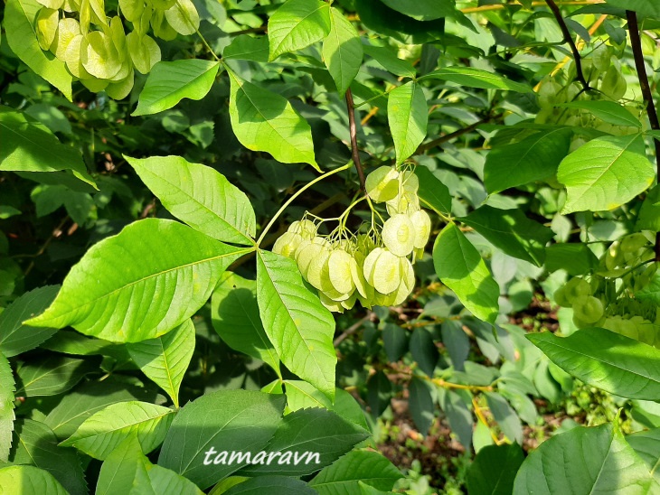 Птелея трёхлистная (Ptelea trifoliata)