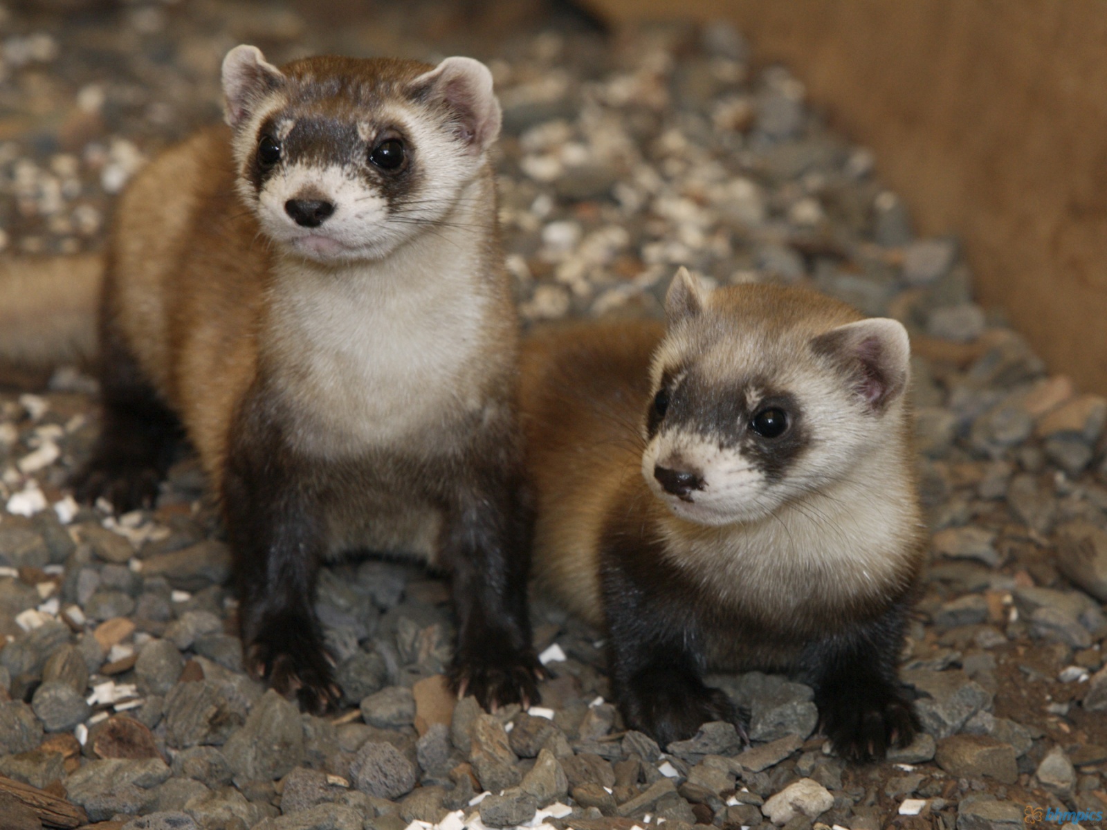 Ferrets Wallpapers | Encyclopedia Animals