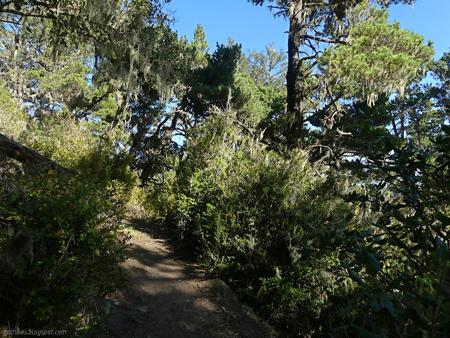 trail between pines draped in lichen