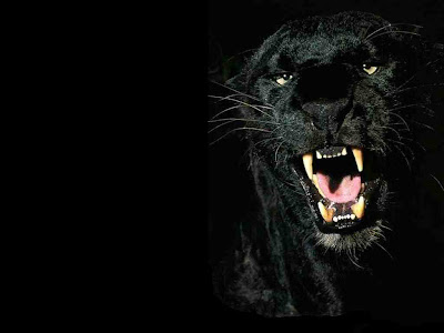 black leopard lion panther