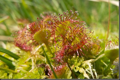 Sundew