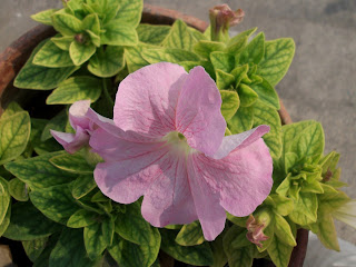 Pink Petunia