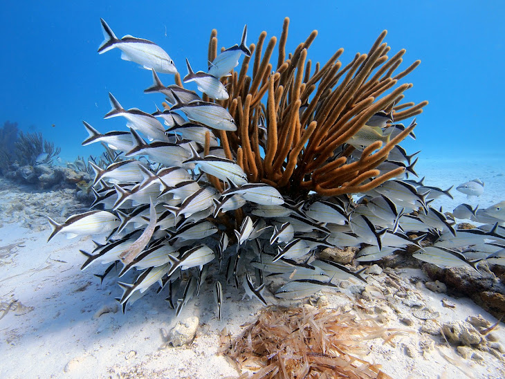Tiger Beach Bahamas
