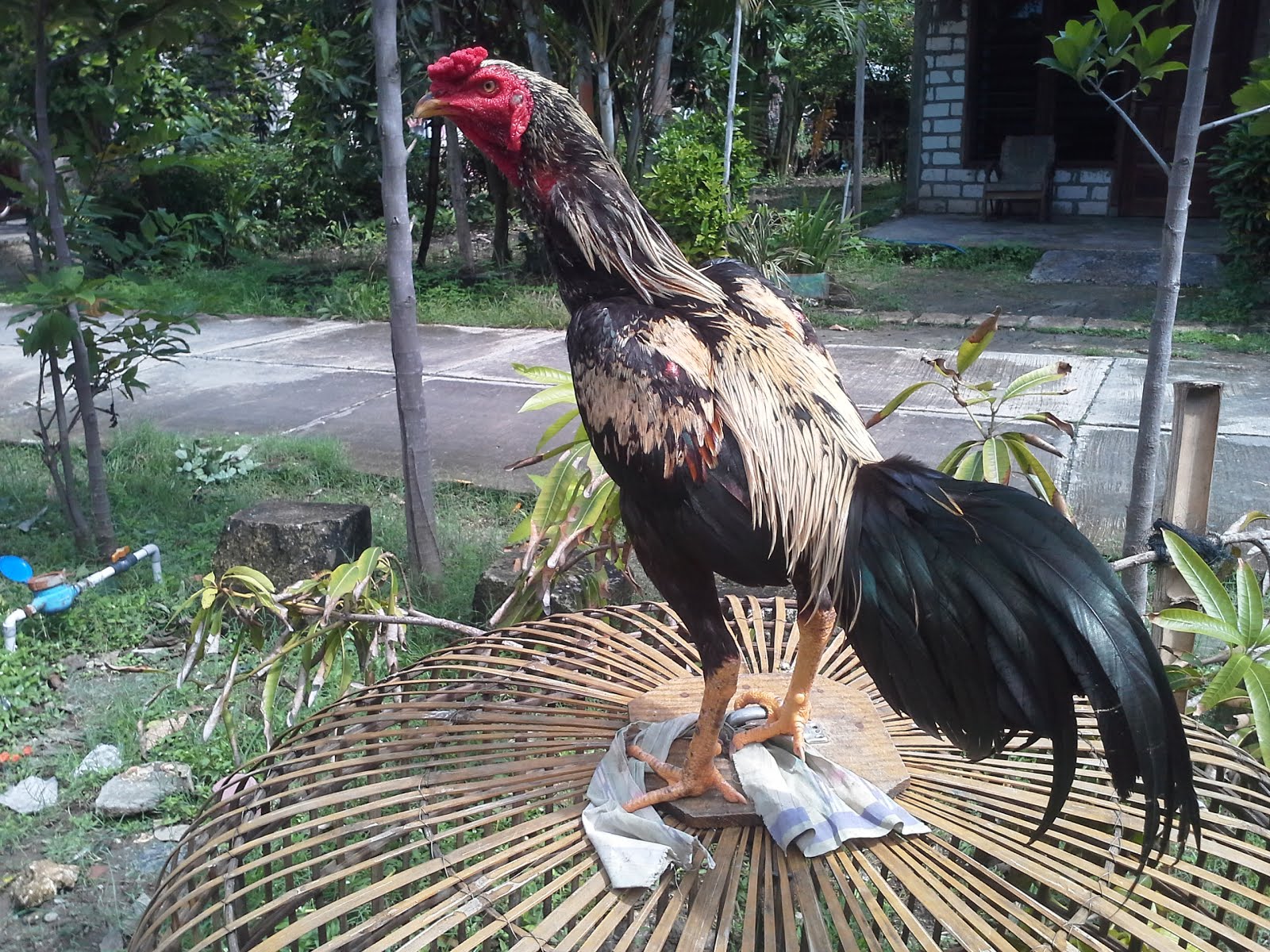  Ayam  Bangkok  Kandang HERO gambar  ayam  bangkok  jawara