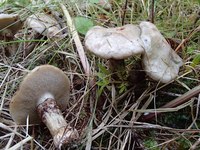 grzyby jadalne, maślaki, jak rozpoznać maślaki, gatunki maślaków, gdzie rosną maślaki, Suillus-grevillei-maslak-zolty, Suillus luteus maślak zwyczajny, Suillus viscidus maślak szary, Suillus variegatus maślak pstry, Suillus bovinus maślak sitarz, jak czyścić maślaki, sposoby na czyszczenie maślaków, co ugotować z maslaków