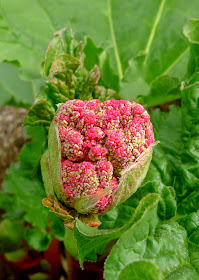 Victoria Rhubarb, bolting