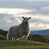 Gower Peninsula lamb flies the flag for Britain as the first new product to be registered under the post-Brexit GI scheme