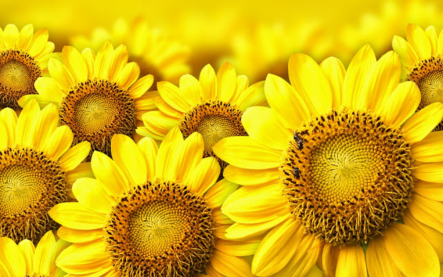  Manfaat Bunga Matahari untuk Pengobatan