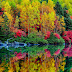 Colourful Tree shadow in River Wallpaper