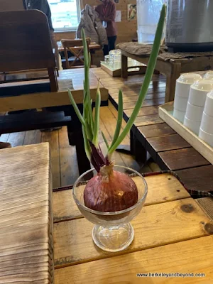 sprouted red onion at Ortolana pizza cafe in Aomori, Japan