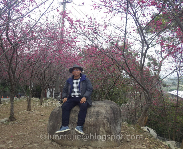 Taichung cherry blossoms