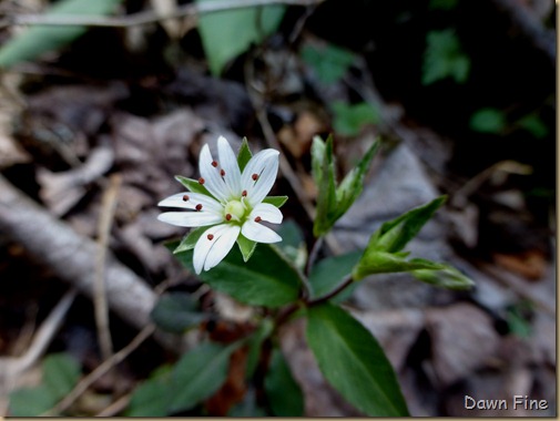 Gatlinberg Porter _093