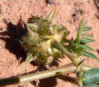 Tribulus Terrestris