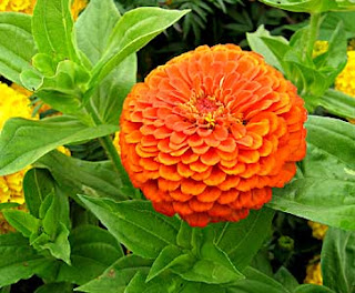 Beautiful Zinnia Flower