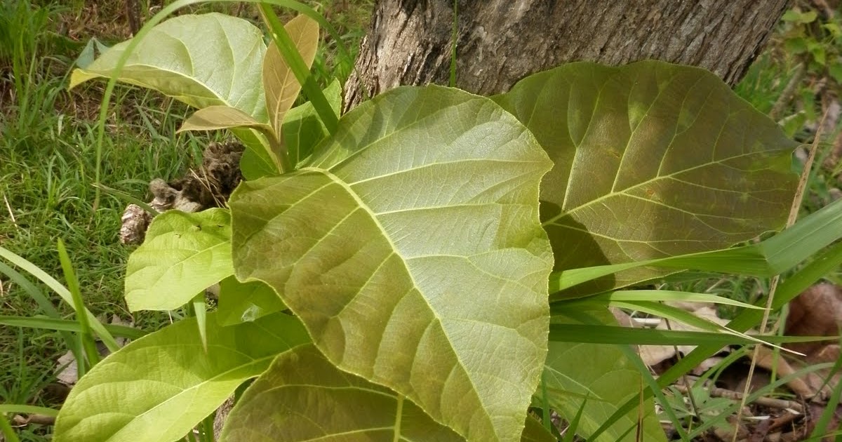 Manfaat Pohon Jati ~ Tanaman Indonesia