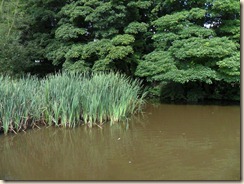 SAM_3163 (2)