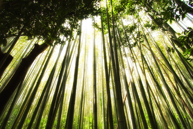 Sagano Bamboo Forest, Japan