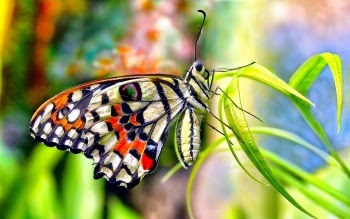 BUTTERFLY HD WALLPAPER 68