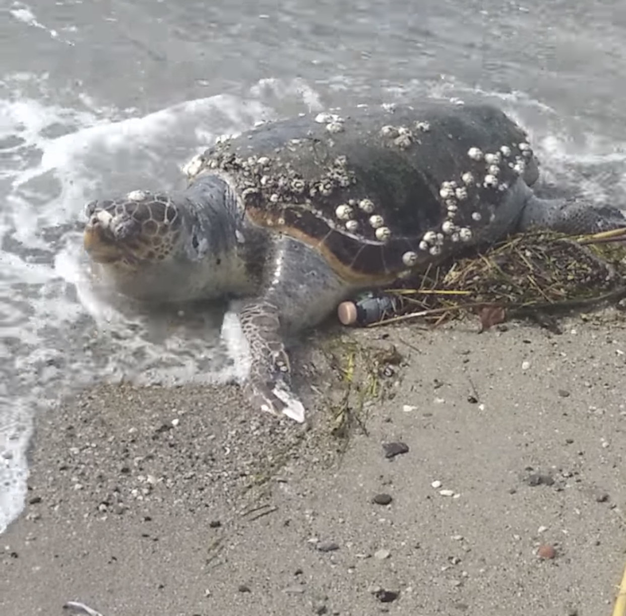 Αυτή η θαλάσσια χελώνα, είχε έρθει στη Χαλκίδα αλλά δυστυχώς ήταν νεκρή.