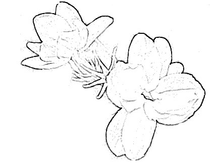 Sketch of Flower Jasmine Drawing