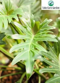 How to Propagate Xanadu Philodendron: Step-by-Step Guide