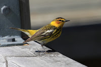 Cape May Warbler – Cap Tourmente National Wildlife Area, QC – photo by Cephas