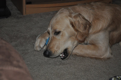 Sammy chillin on the floor in front of the T.V. chewing on a Nylabone