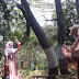 Wisata Pijar Park, Jadi Wisata Hutan Pinus Satu-Satunya di Kudus