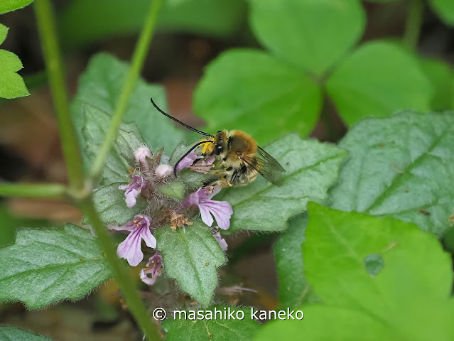 ニッポンヒゲナガハナバチ　♂