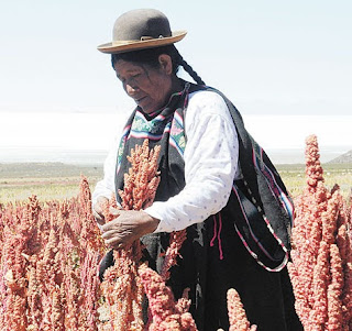 Bolivia tramita denominación de origen de la quinua real