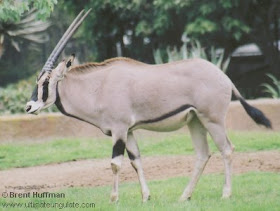 orix beisa Oryx beisa