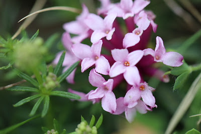 [Thymelaeaceae] Daphne striata – Striped Daphne (Dafne striata).