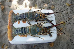 Budidaya Lobster Air Tawar Di Bak Terpal Serta Merawatnya Di Aquarium