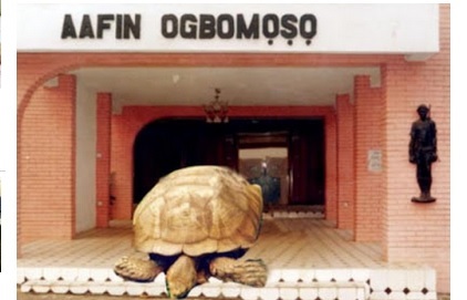 World's Oldest Animal? Meet Alagba, a Legendary 330-year-old Male Tortoise in Oyo State (Photos)