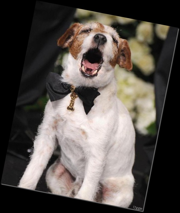 Uggie. Oscars