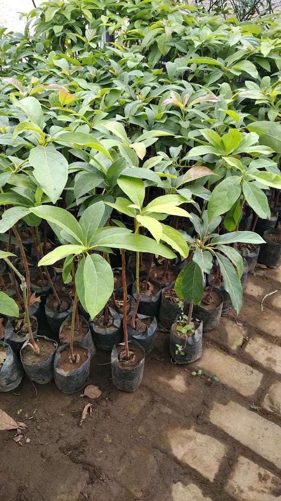 jual pohon buah bibit alpukat miki cepat tumbuh serang Gorontalo