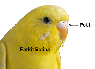 ciri burung parkit betina